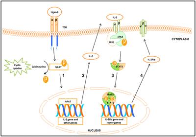 Evaluating STAT5 Phosphorylation as a Mean to Assess T Cell Proliferation